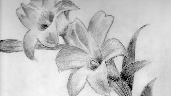 Pencil Sketching Classes in Kolkata